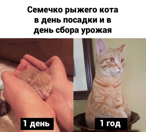 Семечко кота