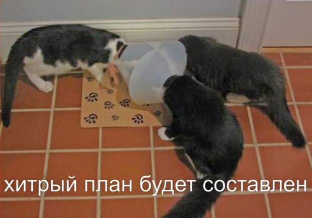 Прикольные картинки Прикольные картинки