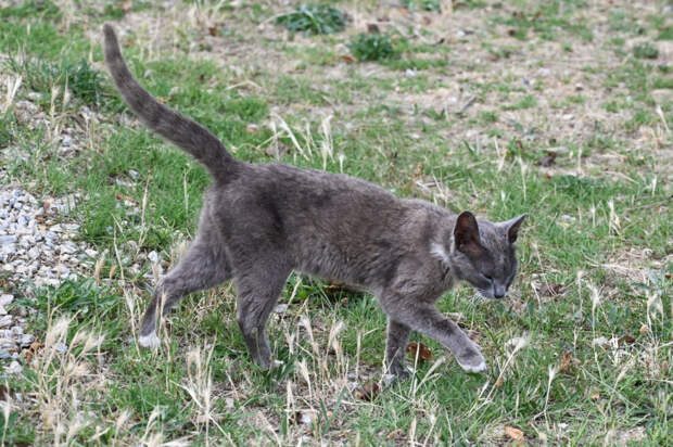Не просто царапина: как игра с кошкой может привести к серьезным последствиям