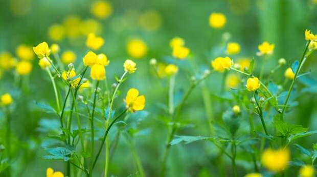 Тревожный сигнал: о чем свидетельствует бурный рост чистотела в саду