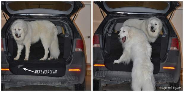 4Knines - Great Pyrenees