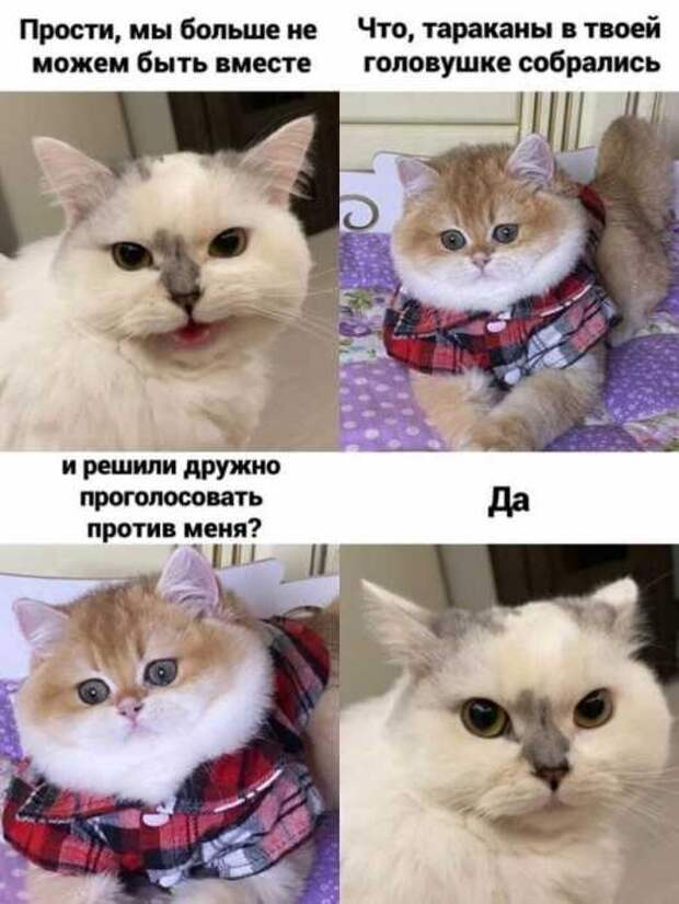 Весёлые мемы с котами