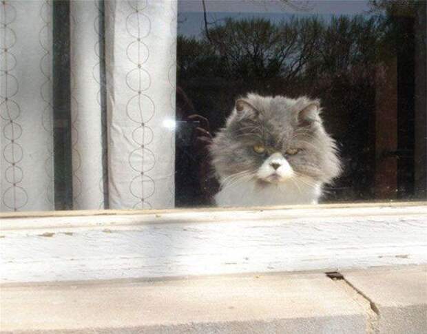 кошки, которые хотя убить своих владельцев, злые кошки