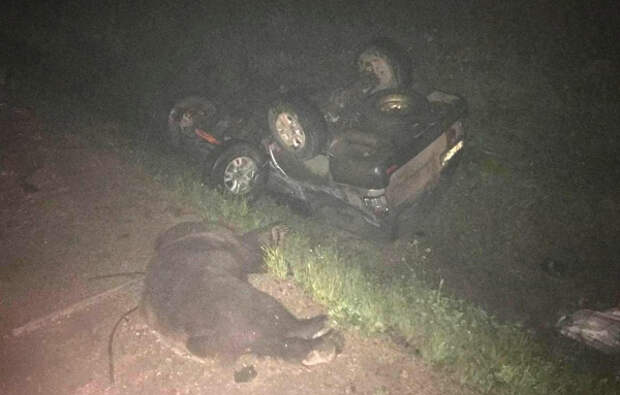 В Иркутской области водитель внедорожника врезался в медведя и погиб
