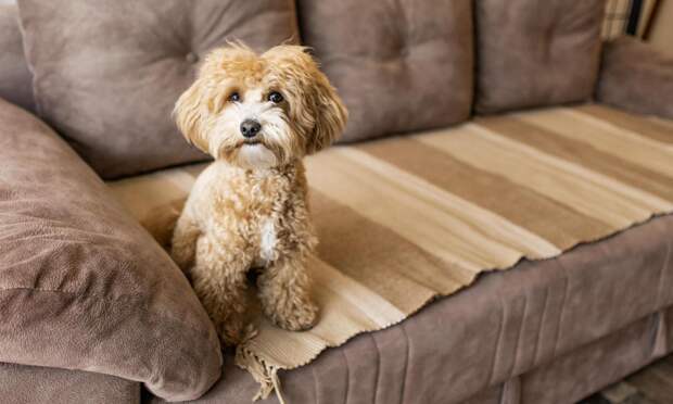 Первые симптомы появились полгода назад: ветеринары спасли собаку с опухолью в 7 кг