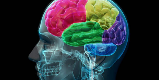 Ученые-медики назвали продукты для ясности мозга