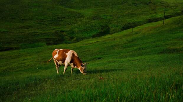 К чему снится корова: толкование сна по сонникам и мнение психолога