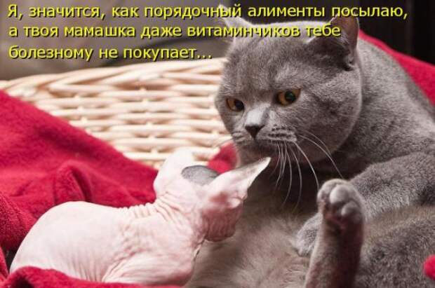 Котоматрицы