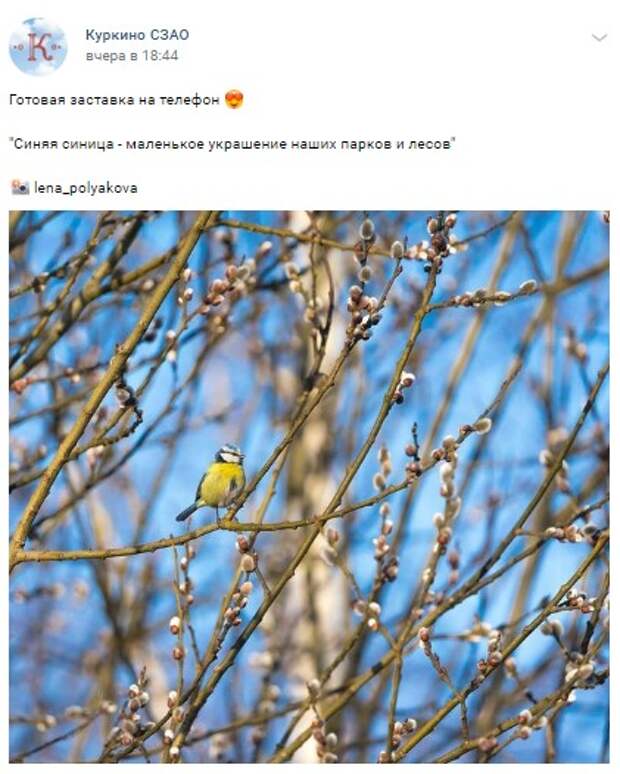 Фото дня: лазоревка в Куркине