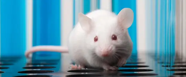 Ученые предотвратили атеросклероз у мышей