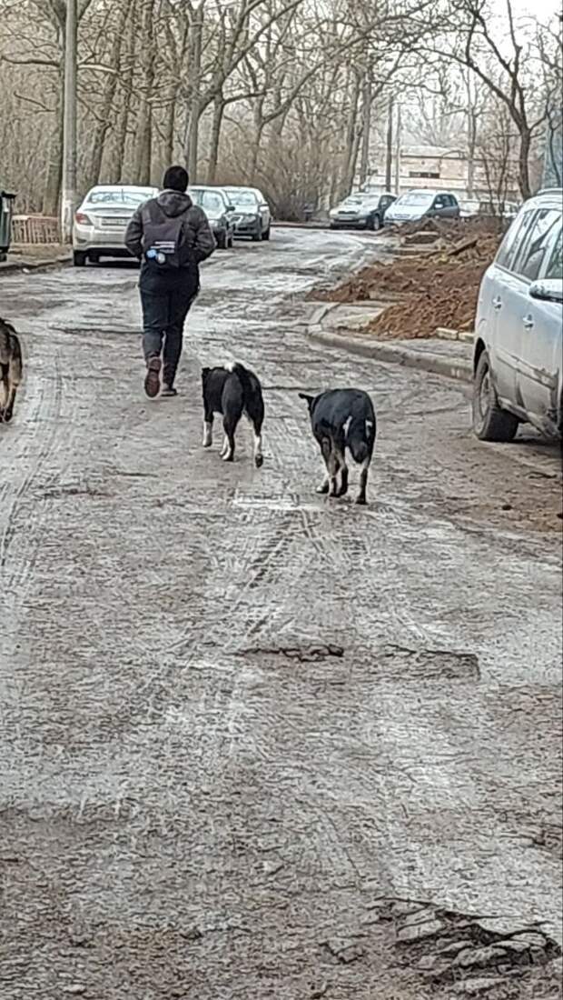 Сегодня утром возле дома 191 по ул. Петровского стая собак покусала женщину
