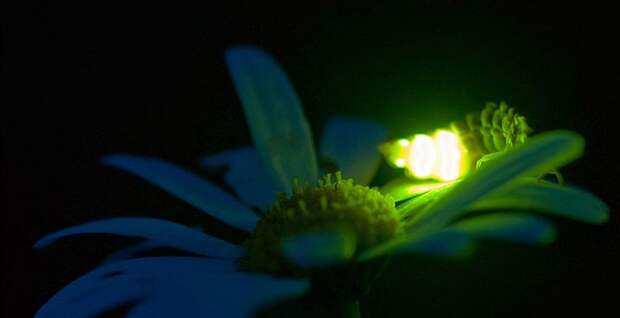 Магия живого света Магия живого света биолюминесценция, животные, насекомые, свет, свечение