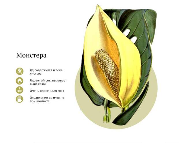 Самые ядовитые комнатные растения