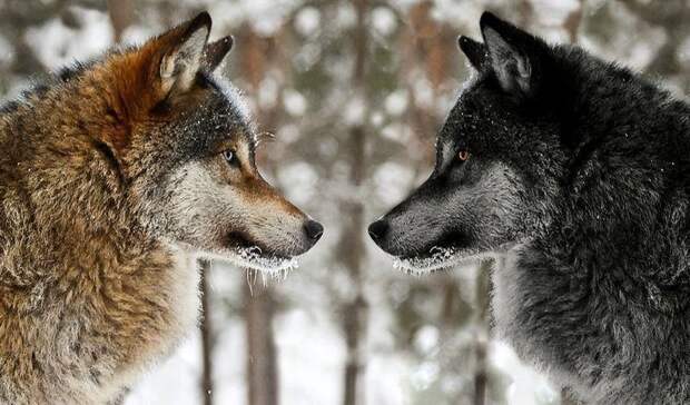ПРИТЧА НЕДЕЛИ. Притча о двух волках