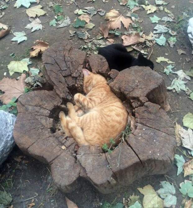 кошки спят в неожиданных местах, кошки спят в необычных местах