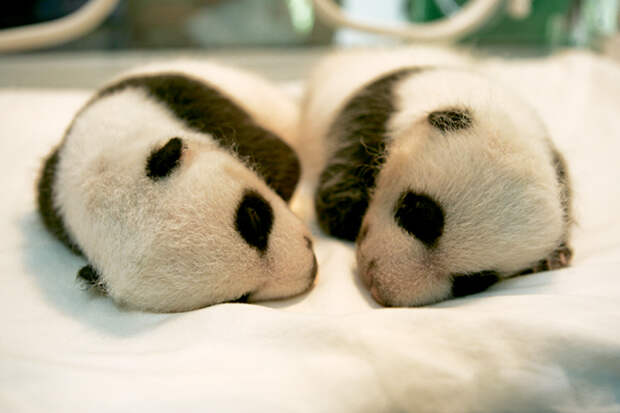 Детский сад для маленьких панд в Китае. Фото