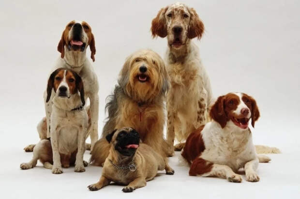 Комитет ГД поддержал рост штрафов за нарушение правил содержания животных