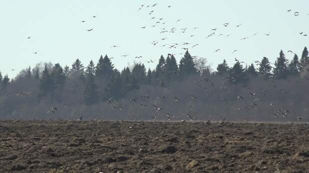 Спрос на землю в Санкт-Петербурге вырос в 4 раза