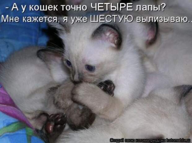 Смешная котоматрица