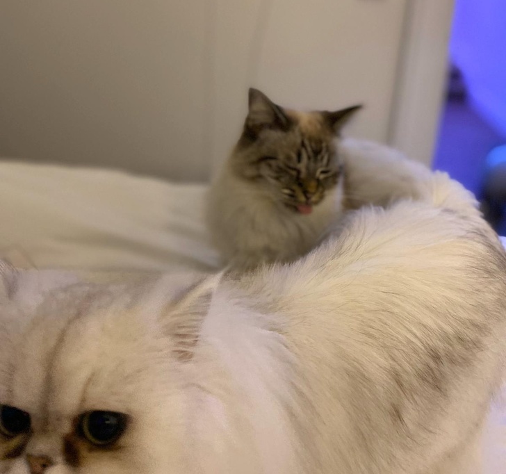 18 кошачьих привычек, которые заставляют людей восторженно пищать