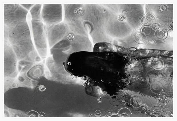 Обнаженные люди под водой: фотографии Deanna Templeton
