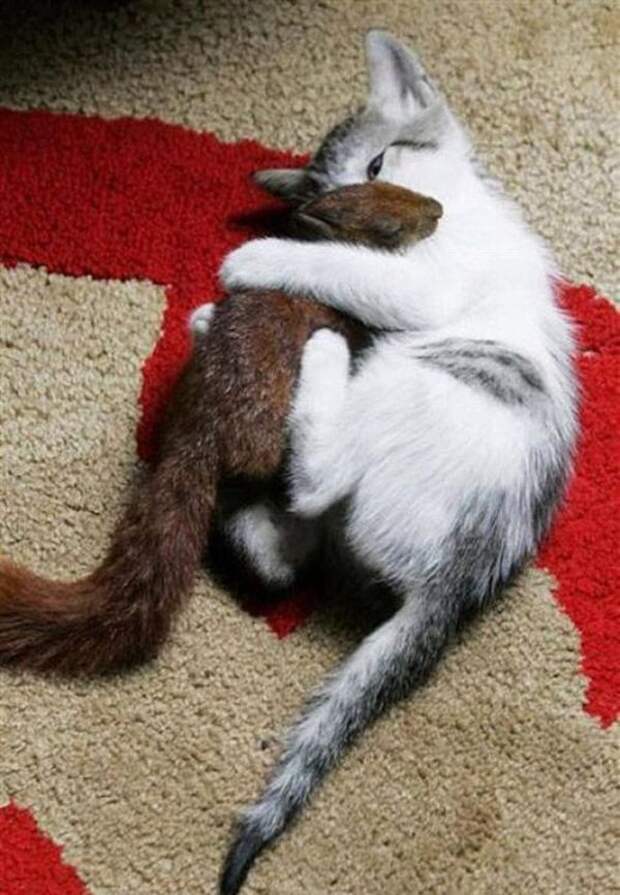 кот и белка фотографии