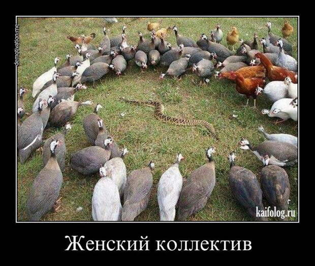 Демотиваторы - 151 (70 фото)
