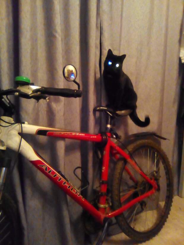 черная кошка сидит на велосипеде