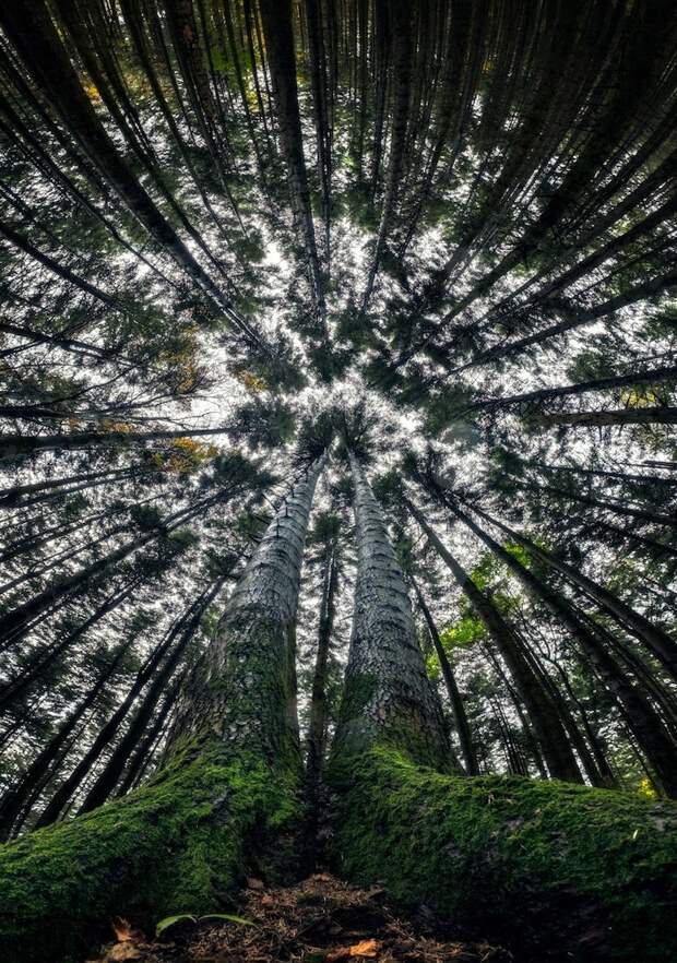 Волшебная красота лесов, которую никто не видит, потому что не смотрит вверх 