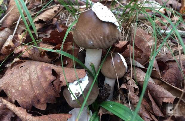 Жители Подмосковья заметили в лесах первые весенние грибы