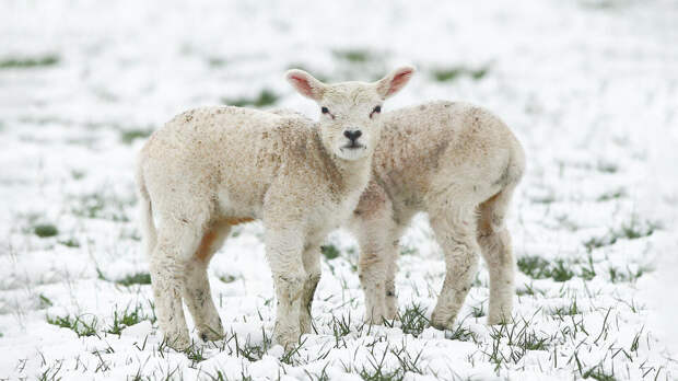 Мужчина на грузовике похитил 66 ягнят с полей в Шотландии