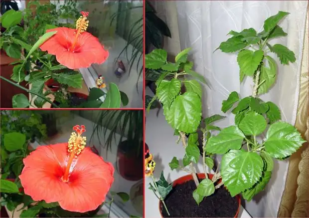 Не следует заливать растение