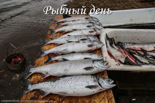 Рыбный день.jpg Рыбный день.jpg