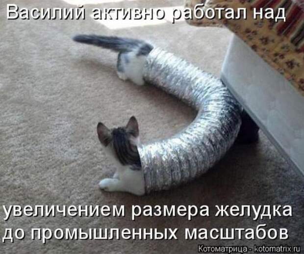 Котоматрицы (картинки с надписями)