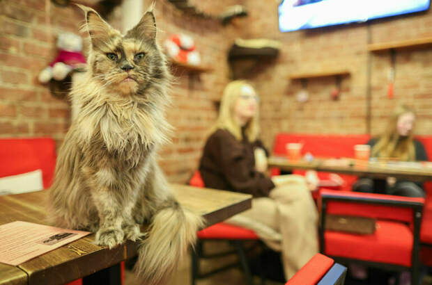Антикафе с животными просят для себя закон
