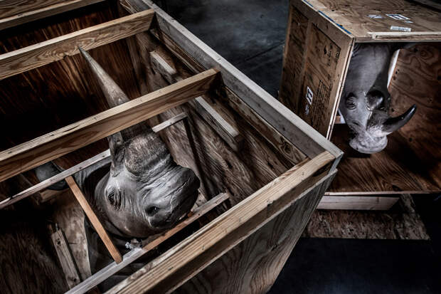 Заключенные носороги в ящиках