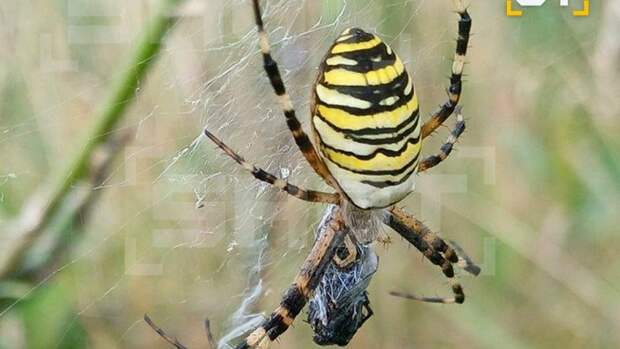 В российских регионах отмечают нашествие ядовитых пауков-ос