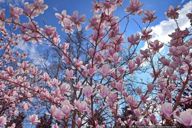 В Ялте в марте начинает цвести магнолия Суланжа и магнолия лилиецветная. Это безумно красивое зрелище. Цветы у них появляются раньше листьев и кусты стоят усыпанные цветами на совершенно голых ветках Цветение, весна, крым, природа, растения, фото, цветок, цветы