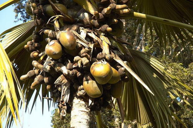 Гигантская пальма коко-де-мер.
