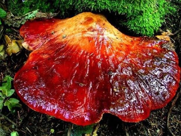 чем полезны грибы