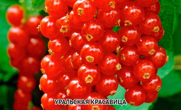 смородина красная Уральская красавица