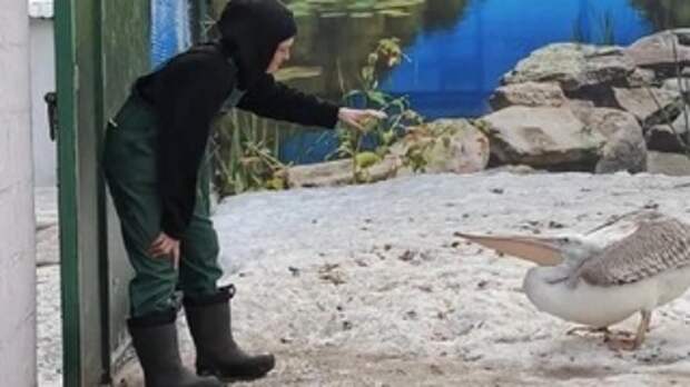 Барнаульский зоопарк приглашает на презентацию необычной "Жалобной книги"