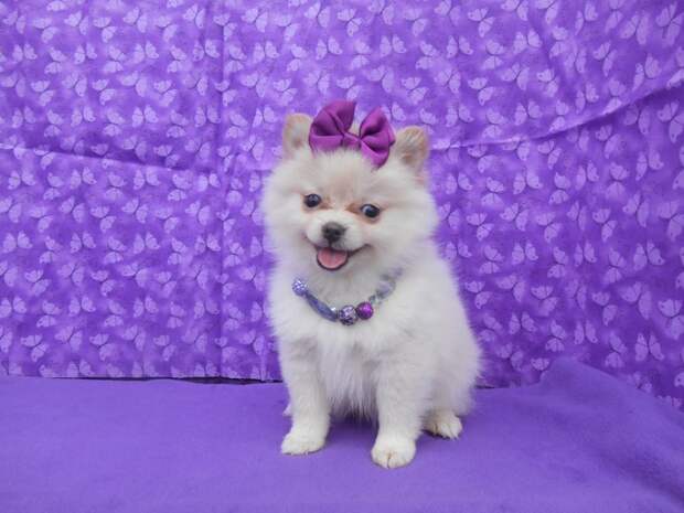 Pomeranian