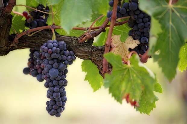 Врач Утюмова: виноград не рекомендуется для людей с язвенной болезнью желудка