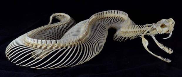 Скелет габонской гадюки