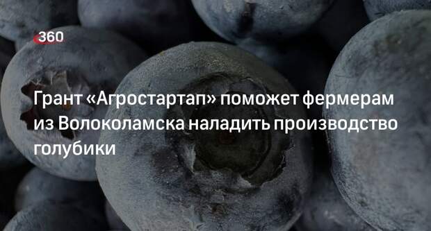 Грант «Агростартап» поможет фермерам из Волоколамска наладить производство голубики