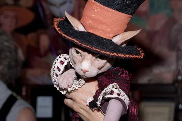 Одежда для кошек