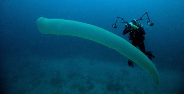 Магия живого света Магия живого света биолюминесценция, животные, насекомые, свет, свечение