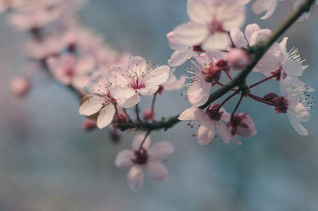 branch-769439_960_720 alt