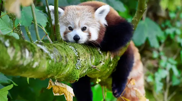 «Место слонов займут крысы»: учёные предрекли исчезновение крупных млекопитающих к концу XXI века